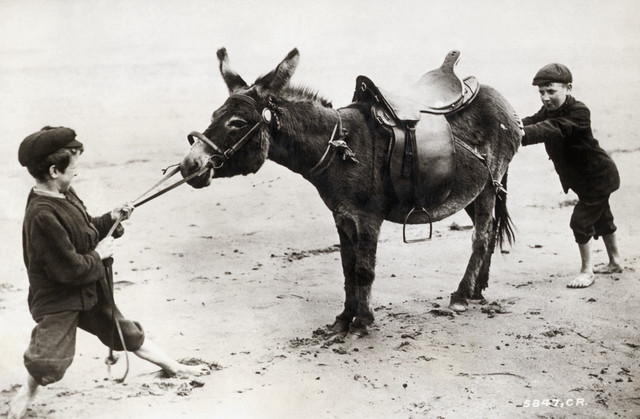 Stubborn as a mule. Boys on a beach try to coax a recalcitrant animal into action. Photograph, early 1900's. --- Image by © Bettmann/CORBIS