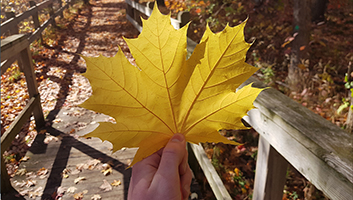 Declan holding a big yellow maple leaf