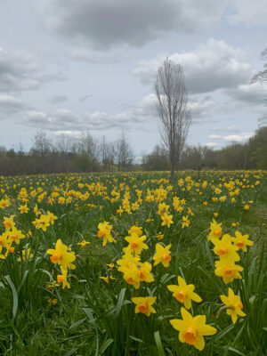 Field of daffodils