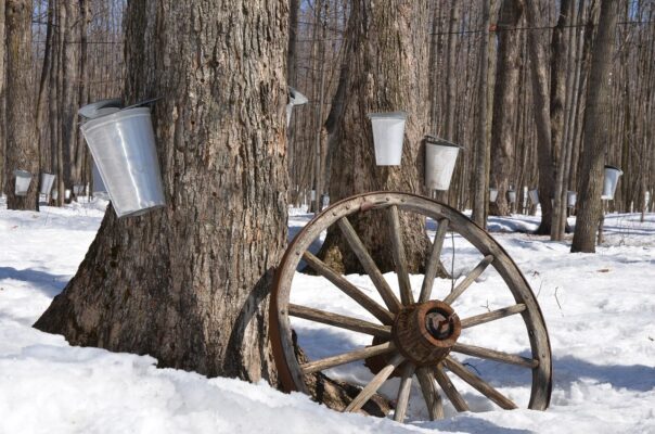 A picture of maple trees with taps and buckets to collect maple syrup.